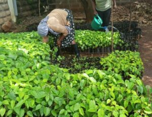 Crossworld foundation volunteers maintaining tree nurseries in Gaukune, Meru south Sub county 2
